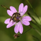 Eine Wildbiene am Storchschnabel (Geranium pusillum?).
Hochgeladen am 23.05.2014 von Martin