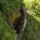 Gemeine  Wespe (Vespula vulgaris) verlässt ihr Nest im Stamm eines Zwetschgenbaumen, 23. Juni 2016
Hochgeladen am 08.10.2016 von Petra