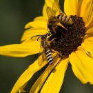 Wildbienendrohn und Wildbiene auf Sonnenblume 2, 9. September 2018
Hochgeladen am 19.09.2018 von Petra