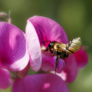 Blattschneiderbiene auf Blüte der Staudenwicke, 17. Juni 2023.
Hochgeladen am 18.06.2023 von Petra