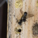 Wildbienen-Paarung an Nisthilfe, 13. Juni 2015
Hochgeladen am 16.06.2015 von Petra