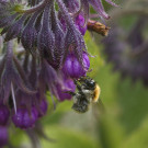 Ackerhummelarbeiterin sammelt Pollen am Beinwell, 29. Mai 2021.
Hochgeladen am 30.05.2021 von Petra
