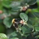 Ackerhummel auf Zwergmispel
Hochgeladen am 04.06.2014 von Andrew