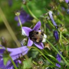 Erdhummel mit seinem Kopf in einer Glockenblume
Hochgeladen am 17.06.2014 von Andrew