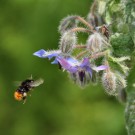 Steinhummel am Borretsch
Hochgeladen am 04.06.2014 von Andrew