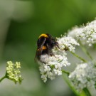 Erdhummel auf ?
Hochgeladen am 04.06.2014 von Andrew