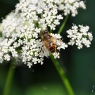 Wildbiene auf ?
Hochgeladen am 04.06.2014 von Andrew