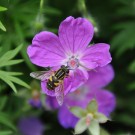 Wildbiene auf geranium pratense
Hochgeladen am 04.06.2014 von Andrew