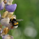 Erdhummel auf eine Lupine
Hochgeladen am 28.05.2014 von Andrew