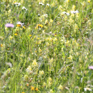 Artenreiche Wiese in der Rhön
Hochgeladen am 22.06.2023 von Bago