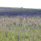 Lupinen in Massen wie hier im NSG Lange Rhön
Hochgeladen am 22.06.2023 von Bago