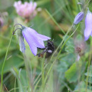 Bombus soroeensis an Glockenblume
Hochgeladen am 22.06.2023 von Bago