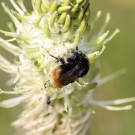 Bombus soroeensis auf Ähriger Teufelskralle
Hochgeladen am 22.06.2023 von Bago