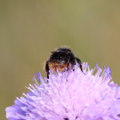 Bombus ruderarius Arbeiterin auf Witwenblume, eine von ihr gern besuchte Pflanze...
Hochgeladen am 22.06.2023 von Bago