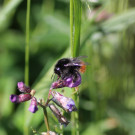 Bombus wurflenii Arbeiterin beim Blüteneinbruch an einer Wicke
Hochgeladen am 22.06.2023 von Bago