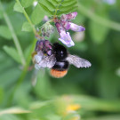Arbeiterin von Bombus wurflenii an Wicke
Hochgeladen am 22.06.2023 von Bago