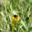 Bombus wurflenii an der Wiesen-Platterbse beim Blüteneinbruch
Hochgeladen am 22.06.2023 von Bago
