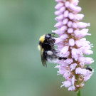 Bombus jonellus Arbeiterin
Hochgeladen am 22.06.2023 von Bago