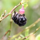 Bombus soroeensis-W von vorne.
Hochgeladen am 25.05.2015 von Bago