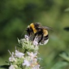 Bombus lucorum auf Amerikanischer Bergminze
Hochgeladen am 12.08.2016 von Bago