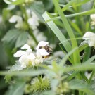 Waldhummel an Weißer Taubnessel
Hochgeladen am 02.05.2020 von Bago