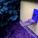 Hornisse im Bummelkasten :-)
Hochgeladen am 17.05.2016 von Berthold