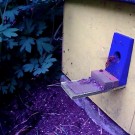 
Hornisse-004
Hochgeladen am 17.05.2016 von Berthold