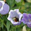 Glockenblume mit  Bombus
Hochgeladen am 30.07.2014 von BuchnerJ