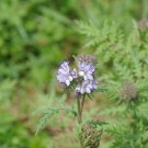 Hummelwiese
Hochgeladen am 14.05.2015 von BuchnerJ