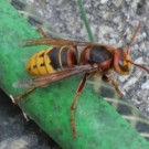 Hornisse Vespa crabro
Hochgeladen am 26.07.2014 von BuchnerJ