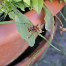 Hornissenschwebfliege auch in Hummelnestern können Larven von Volucella spp. gefunden werden. Die Larven werden etwa 20 mm lang. Deren gelbweiße Färbung wird durch Erdteilchen, die an der Larve festkleben, überdeckt. Die Larve verpuppt sich im Erdreich.
Hochgeladen am 19.07.2014 von BuchnerJ