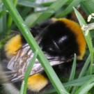 Verletzung  Flügelspitze von Steinhummel Königin abgetrennt
Hochgeladen am 11.04.2014 von BuchnerJ