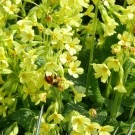 Ackerhummelkönigin (Bombus pascuorum) an Hohen Schlüsselblumen (Primula elatior), die gerade den Zeitpunkt ihrer Vollblüte überschritten haben. 26.03.2014.
Hochgeladen am 28.03.2014 von Bulli