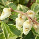 Blüteneinbruch bzw. Nektarraub an den Blüten einer Japanischen Lavendelheide (Pieris japonica). Vermutlich verursacht durch Erdhummel oder Steinhummel, die sich dort häufiger herumtrieben.
Hochgeladen am 22.03.2014 von Bulli