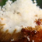 Orange Ameisen lungern früh morgens an der Spitze des markhaltigen Stengels herum. Eine dritte trägt ausgeworfenes Mark aus dem Sonnenblumenstengel den Stab hinab. Direkt neben den zwei Ameisen gräbt die Grabwespe ihren Nistgang. Aufgenommen 07. Juni 2014.
Hochgeladen am 07.06.2014 von Bulli