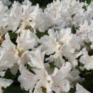 Weißer Rhododendron. Gerne bei Bewölkung, leichtem Regen oder Nieselregen besucht. Speziell dieser Busch füllt außerdem die Trachtlücke zwischen Obstblüte und Katanienblüte.
Hochgeladen am 03.05.2014 von Bulli