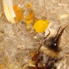 Umgesiedeltes Erdhummelnest - Tag 34 - Zwei Punkte machen Sorgen. Anscheinend wütet im Nest der Deformed Wing Virus. Für mich unerklärlich ist aber die gelbe Flüssigkeit, die in den letzten drei Tagen auf dem feinen Polstermaterial erscheint.
Hochgeladen am 07.06.2014 von Bulli