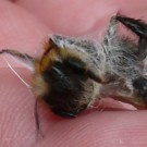 Ackerhummel eingesponnen in Spinnenfäden. 
Anscheinend hat sie gegen die Spinne gesiegt, denn die Spinne hat nur die halbe Hummel eingepackt, die Hummel lebte und die Spinne war nicht zu sehen. 
Aufnahmedatum: 05.09.2014
Hochgeladen am 06.09.2014 von Bulli