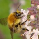 Ackerhummel an Basilikum-Blüten. Sie ist auffalend gelblich gefärbt.
Aufgenommen: 23.08.2014.
Hochgeladen am 27.08.2014 von Bulli