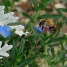 "One done, one to go."
Ackerhummel-Arbeiterin saugt an jeder Blüte des Steinsame, der auf ihrer Flug-Route liegt. 
Datum: 19.07.2014.
Hochgeladen am 28.07.2014 von Bulli