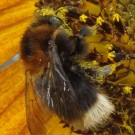 Baumhummel-Jungkönigin (vermutlich) ist noch im August unterwegs. 
Die Besonderheit ist, dass sie im August noch zu sehen ist. Hoffentlich ist es kein Drohn. Vielleicht kam es durch die Königin zu einer Nestneugründung im Juli, aus der eine Arbeiterin hervor gegangen sein kann. 
Datum: 2014-08-02
Hochgeladen am 03.08.2014 von Bulli