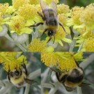 Helle Erdhummel (Bombus lucorum) an Silber Greiskraut (Senecio cineraria cf. 