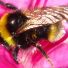 Bombus vestalis Drohn in einer hellen Variante (mit gelben Haaren am hinteren Rand des Thorax und auf T1). Mehrere B. vestalis Drohnen in verschiedenen Größen trafen sich an einem Rhododendron. Hier ein B. vestalis Drohn von kleiner Statur. Foto aufgenommen: 2014-05-19
Hochgeladen am 30.05.2014 von Bulli