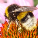 Erdhummel-Drohn mit einem Fleck weißer Haare auf Tergum 3 und 
eingestreut auf Tergum 2.
Aufnahmedatum: 22.07.2014
Hochgeladen am 14.09.2014 von Bulli