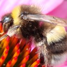 Erdhummel-Drohn (Bombus sp.) auf Roter Sonnenhut (Echinacea purpurea).
Datum: 2014-07-10
Hochgeladen am 18.07.2014 von Bulli