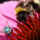 Erdhummel-Drohn (Bombus sp.) neben Fliege auf Roter Sonnenhut (Echinacea purpurea).
Datum: 2014-07-10
Hochgeladen am 18.07.2014 von Bulli