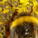 "Tarnung gegen pollengeile Honigbienen."
Mit Polleln überzogener Erdhummel-Drohn in einer Sonnenblumen-Blüte.
Datum: 19.07.2014
Hochgeladen am 28.07.2014 von Bulli
