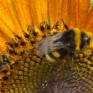 "Feierabend! Lass uns einen heben."
Erdhummeldrohn und vermutlich Steinhummel-Drohn in Sonnenblumen-Blüte. Ein feiner Überzug aus Pollen kennzeichnet die Draufgänger. 
Datum: 19.07.2014.
Hochgeladen am 28.07.2014 von Bulli