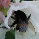 Erdhummel in der dunklen Variante ohne gelbe Binde auf dem Thorax. Die Hummel hatte Königinnengröße und kann entweder Bombus terrestris oder Bombus cryptarum gewesen sein. Andere kommen nach Gokczade (2011) nicht in Frage. Aufgenommen: 03.05.2014. Ich entschuldige mich für das wenig helle Foto.
Hochgeladen am 04.05.2014 von Bulli