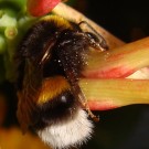 Erdhummel-Arbeiterin (klein) hängt sich für eine Übernachtung an einem kühlen regenfreien Abend an eine Geißblatt-Blüte (Lonicera sp.). Aufgenommen: 2014-05-29, 21:00 Uhr.
Hochgeladen am 29.05.2014 von Bulli